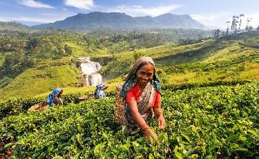 Nuwara Eliya gallery 2