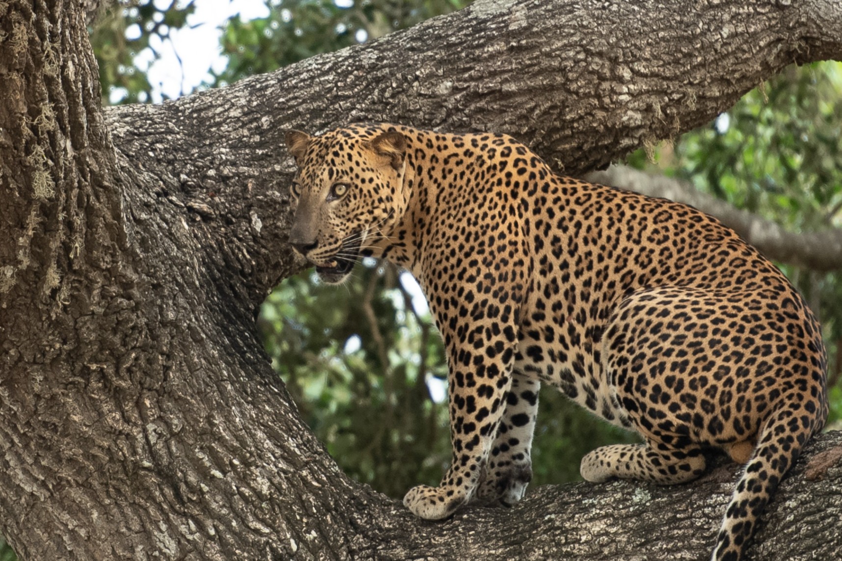 Wilpattu National Park