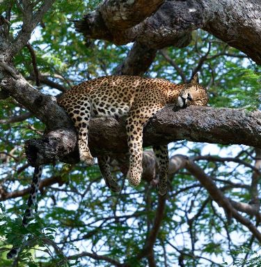 Wilpattu National Park detail