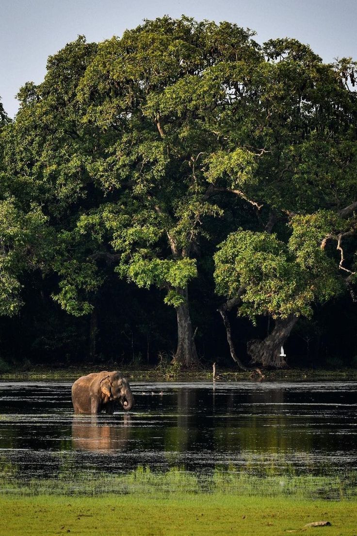 Wilpattu National Park gallery 2