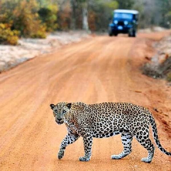 Wilpattu National Park gallery 3