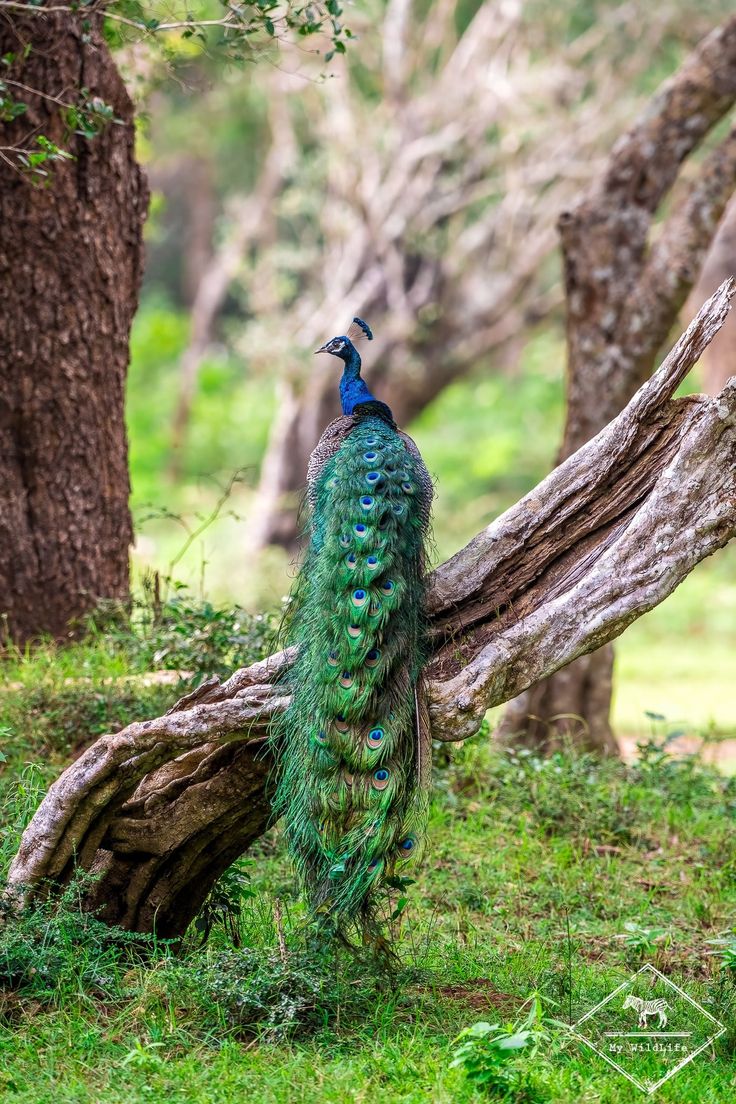 Wilpattu National Park gallery 4