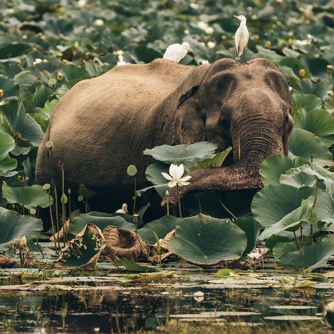 Wilpattu National Park gallery 5