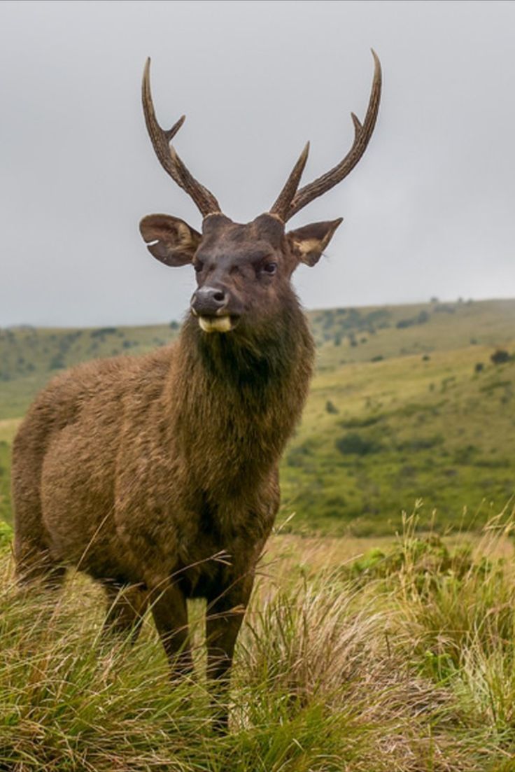 Horton Plains detail