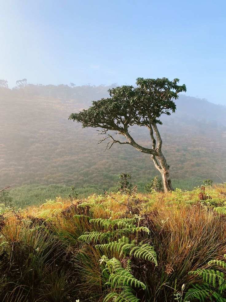 Horton Plains gallery 2