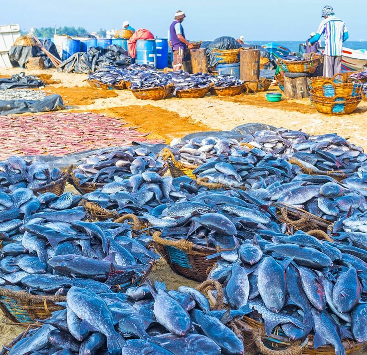 Negombo gallery 5