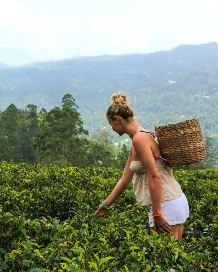 Tea Trails