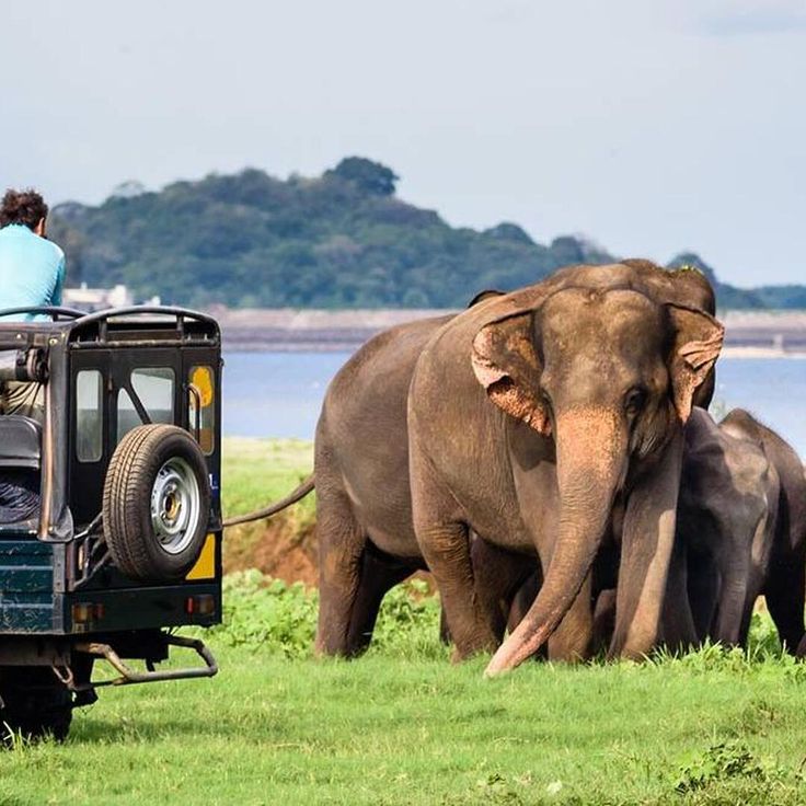 Wildlife Safari